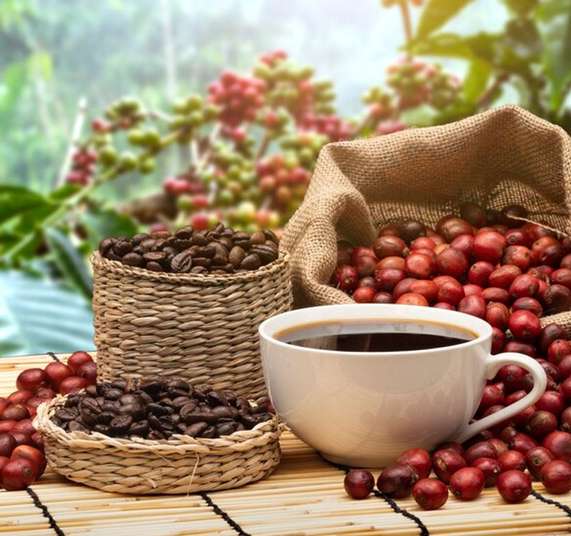Robusta Coffee