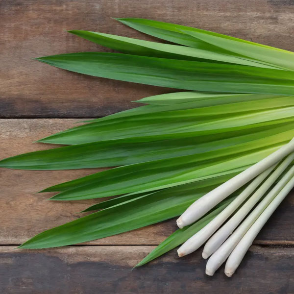 Lemongrass Leaves